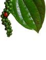 exporters green black pepper processors indian spices industry in brine crushed dehydrated salted sterilized pepper kerala products corporations turmeric powders dry gingers seasonings food kottayam