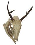 Skull - Deer