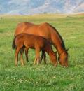 At 4:1 Omega-3 to Omega-6, Omega Horseshine comes closest to natural fresh pasture grass.